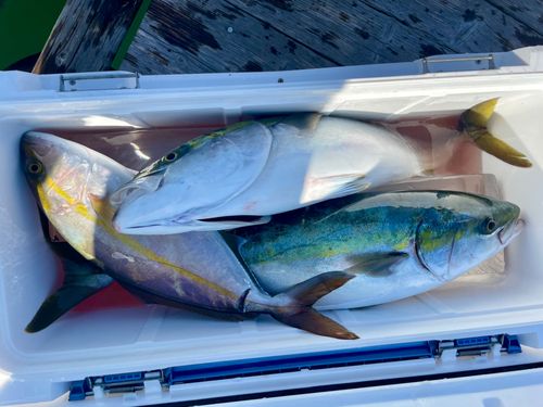 ハマチの釣果