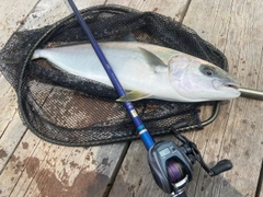 ヒラマサの釣果