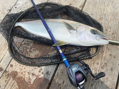 ヒラマサの釣果