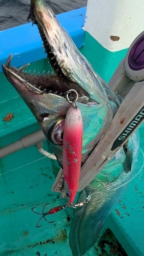 タチウオの釣果