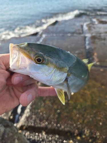 ワカシの釣果