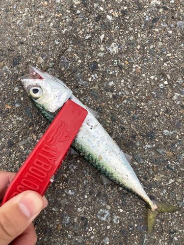 サバの釣果