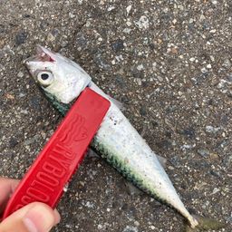 サバ