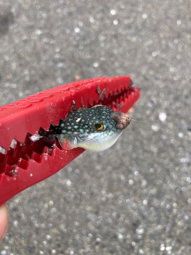 フグの釣果