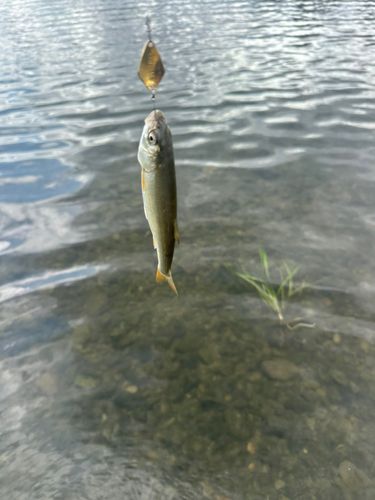 ウグイの釣果