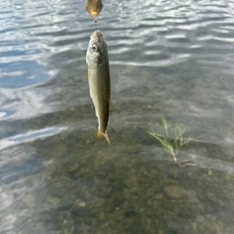 ウグイ