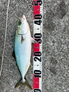 ハマチの釣果