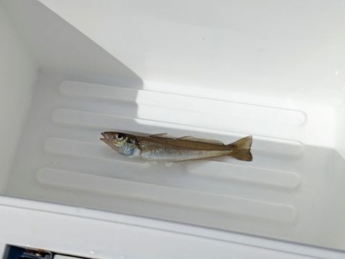 シロギスの釣果