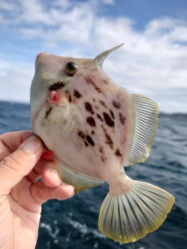 カワハギの釣果