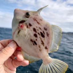 カワハギ