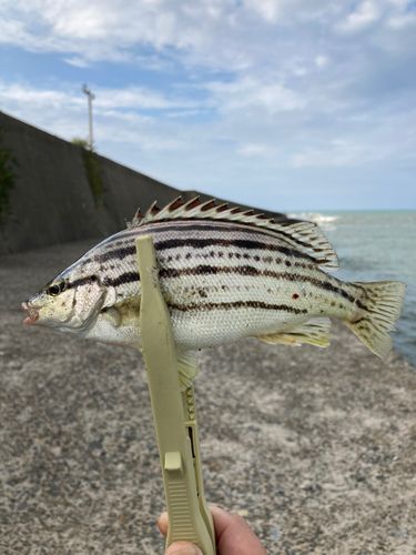 釣果