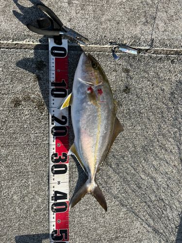 ハマチの釣果