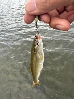 ウグイの釣果