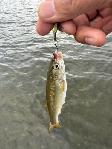 ウグイの釣果