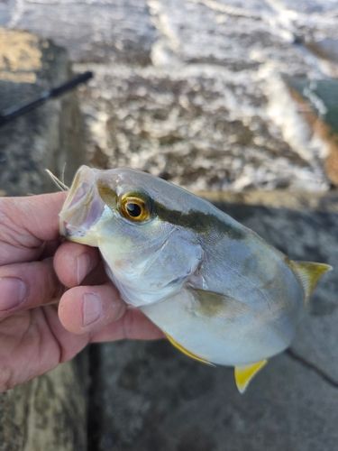 ショゴの釣果