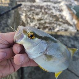 ショゴ