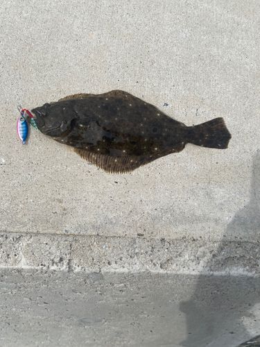 マゴチの釣果