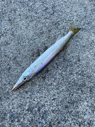 カマスの釣果