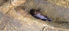 ムラソイの釣果