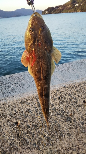 マゴチの釣果