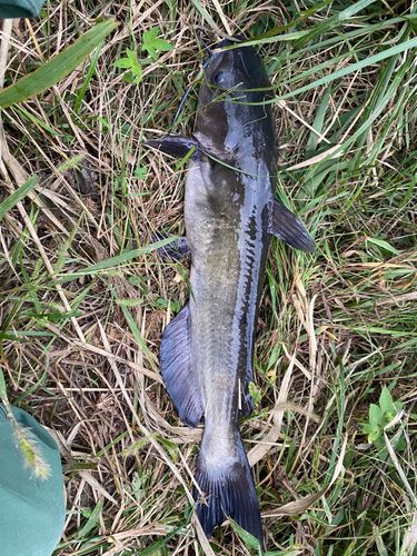 アメリカナマズの釣果