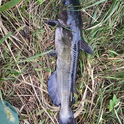 アメリカナマズ