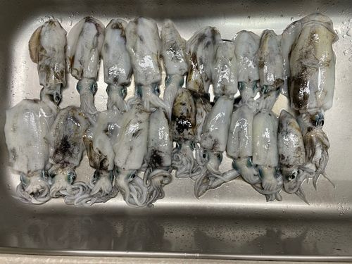 コウイカの釣果