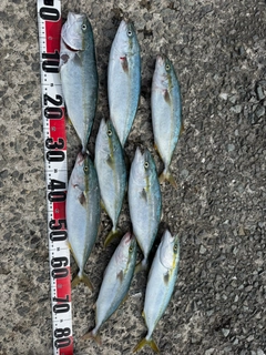 フクラギの釣果