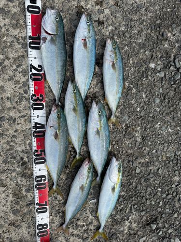 フクラギの釣果