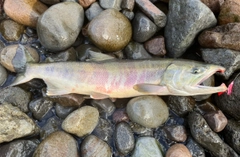 アキアジの釣果