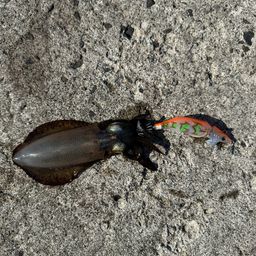 アオリイカ