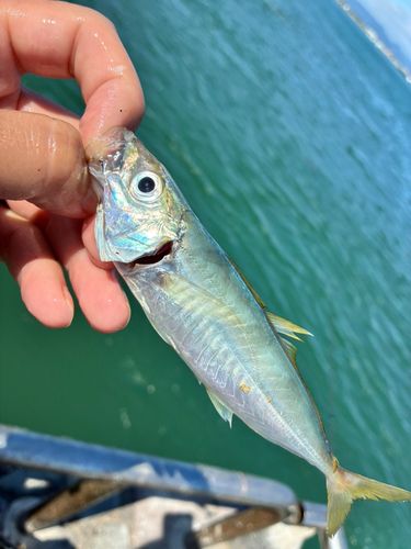 表浜名湖