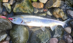 アキアジの釣果