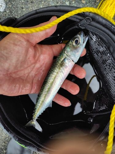 サバの釣果