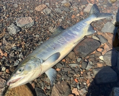 アキアジの釣果