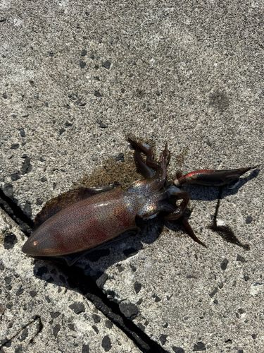 アオリイカの釣果