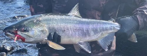 アキアジの釣果
