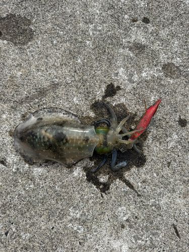 アオリイカの釣果