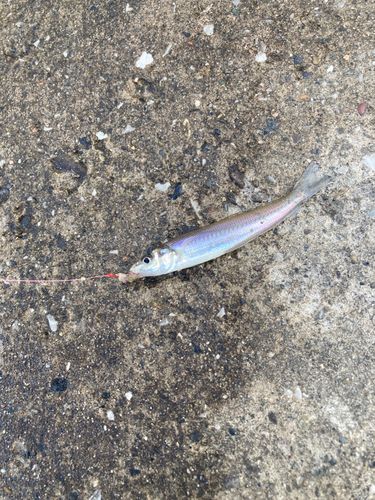 シロギスの釣果