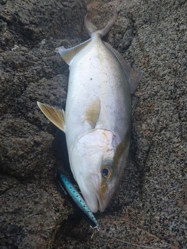 ネリゴの釣果