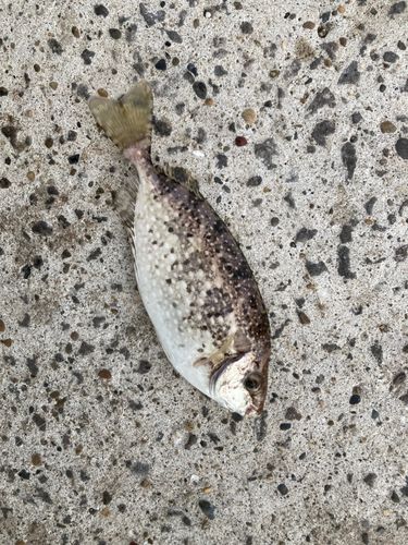 アイゴの釣果