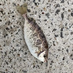 アイゴ