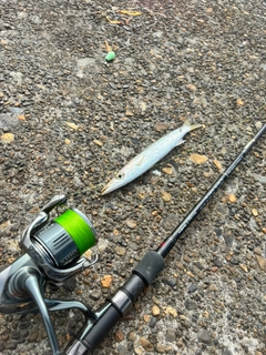カマスの釣果