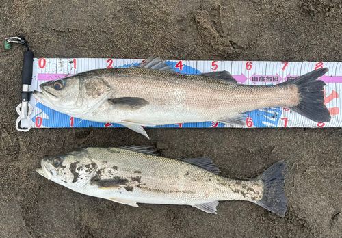 シーバスの釣果