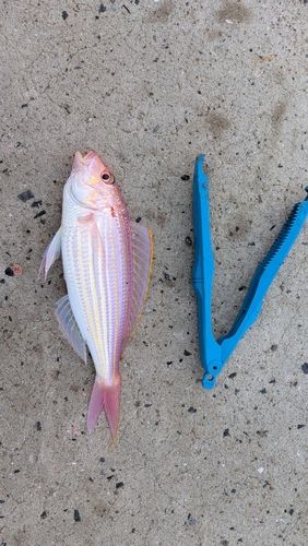 イトヨリダイの釣果