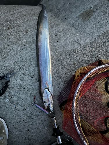 タチウオの釣果