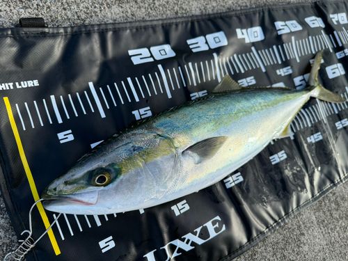 ワラサの釣果