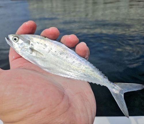 イケカツオの釣果