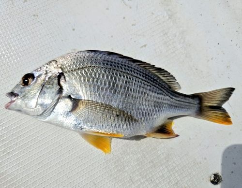 チンチンの釣果