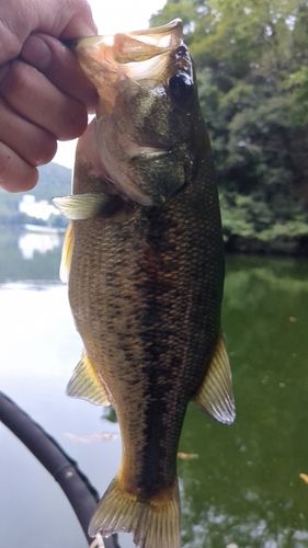 相模湖